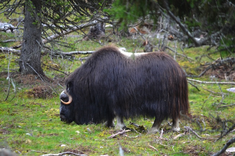Musk ox